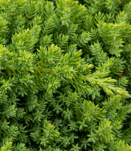 Juniperus procumbens 'Nana'